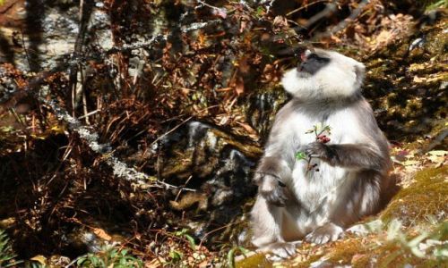 Zdjecie NEPAL / Langtang / wioska Langtang / Langur