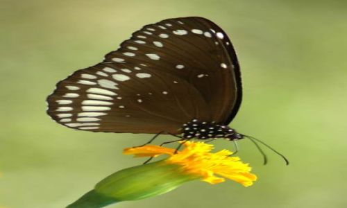 Zdjęcie NEPAL / - / Park Narodowy Chitawan / Motyl