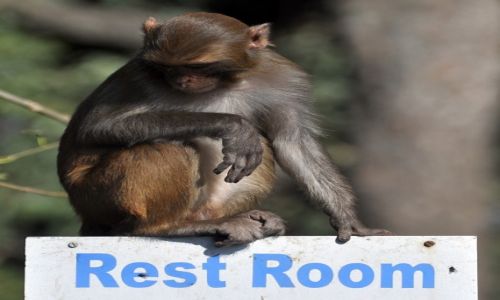 Zdjecie NEPAL / Kathmandu / Swayambunath / Rest room