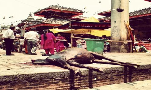 Zdjecie NEPAL / - / in front of Kumari temple / Gift for Gods