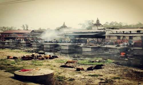 Zdjecie NEPAL / Kathmandu / Pashupatinath Temple  / Cremation platforms