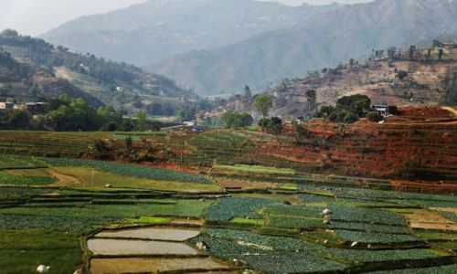 Zdjecie NEPAL / - / Nepal / Pola...