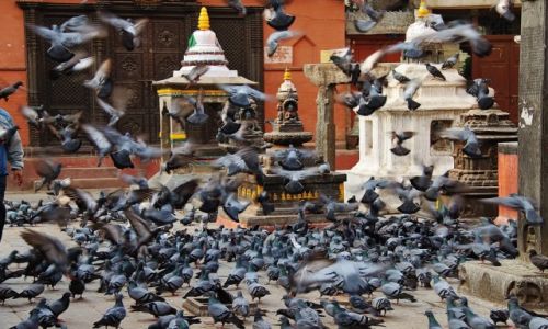 Zdjęcie NEPAL / - / Patan / Wśród skrzydeł