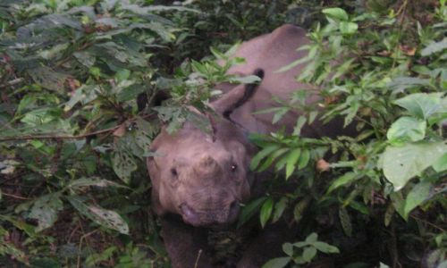 Zdjęcie NEPAL / Zbocza pasma himalajskiego Siwalik / Royal Chitwan National Park / Atakujący nosorożec