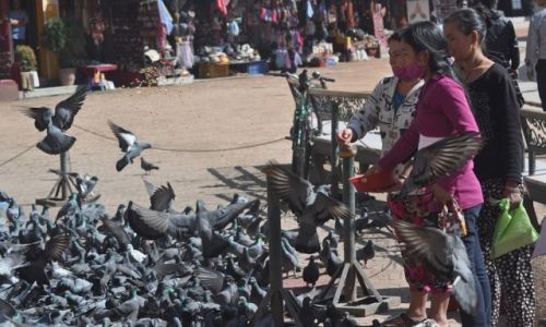 Zdjęcie NEPAL / Kathmandu / stupa Bouddanath / gołębie w Bouddanath