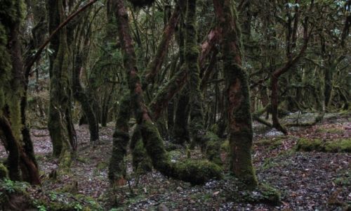 NEPAL / Kaski / W drodze na Mardi Himal Base Camp / Szlak