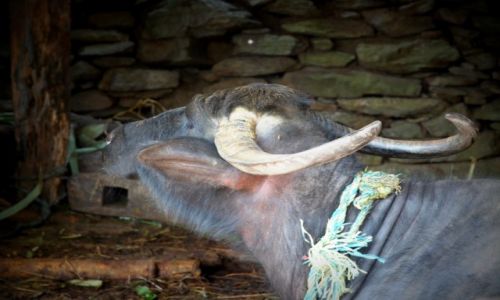Zdjcie NEPAL / Himalaje / na szlaku do ABC / JAK