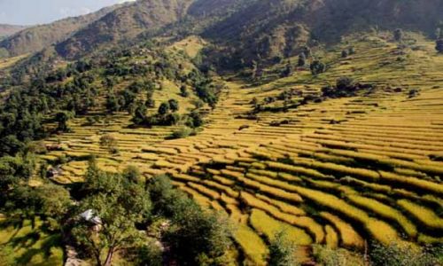Zdjecie NEPAL / Himalaje / gdzies na szlaku / ryzowe schodki