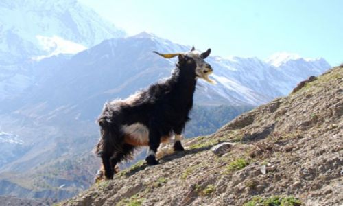 Zdjęcie NEPAL / Himalaje / Manang  / kozka