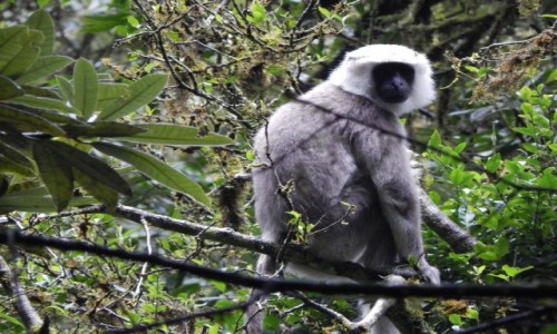 Zdjęcie NEPAL / - / Poon Hill trek / .