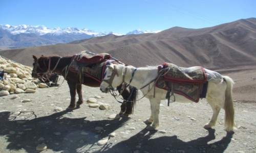Zdjcie NEPAL / Mustang - Krlestwo Lo / Dakmar / Krlewskie konie