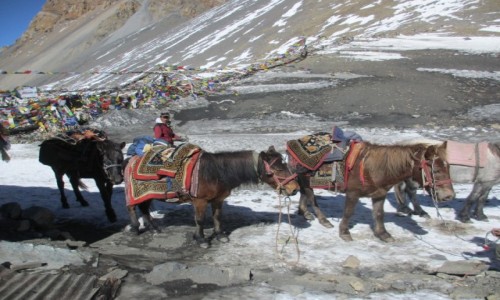 Zdjcie NEPAL / Annapurna / Thorung La / Thorung La 5416