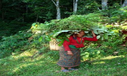 Zdjęcie NEPAL / brak / Sarangkot / ludzie lasu i pol ryzowych