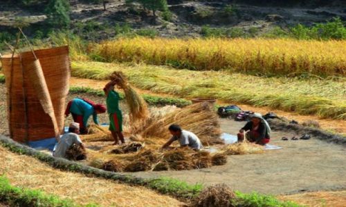 Zdjęcie NEPAL / brak / w drodze na sam dol Pokhara / na polu