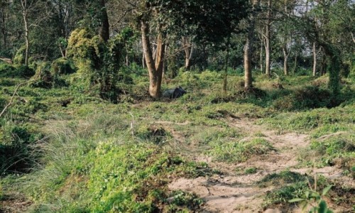 Zdjęcie NEPAL / P.N. Chitwan / gdzieś w dżungli / śpiący nosorożec