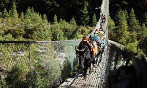Zdjęcie NEPAL / Khumbu / Monjo / Dzo