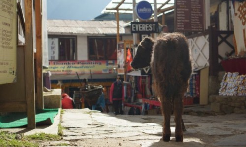 Zdjęcie NEPAL / Khumbu / Namche Bazaar / Dzo