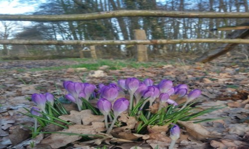 Zdjęcie NIEMCY / vechta / bakum / dzień dobry wiosno :)
