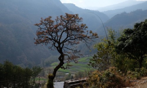 NEPAL / Annapurna Conservation Area / Shikha / Na szlaku z Tatopani do Shikha