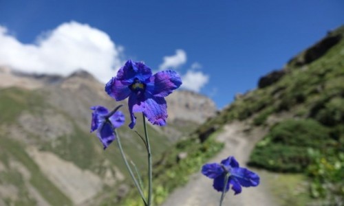 Zdjecie NEPAL / Annapurna / Annapurna / Annapurna