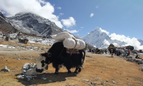 Zdjcie NEPAL / Park Narodowy Sagarmatha / Dingboche-Lobuche / Jakie jaki!