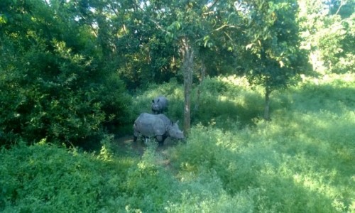 Zdjcie NEPAL / Teraj / Park Narodowy Chitwan / Nosoroce w Parku Narodowym Chitwan
