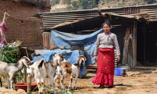 Zdjcie NEPAL / - / - / Nepal