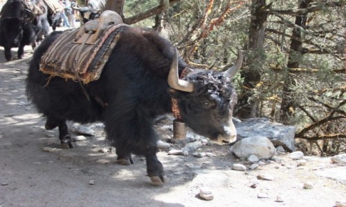 Zdjecie NEPAL / Khumbu / Himalaje / Jak