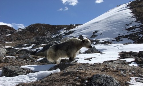 Zdjcie NEPAL / Khumbu / Himalaje / Jak