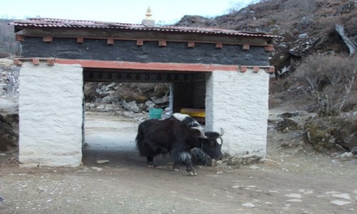 Zdjcie NEPAL / Khumbu / Khumjung / Jak