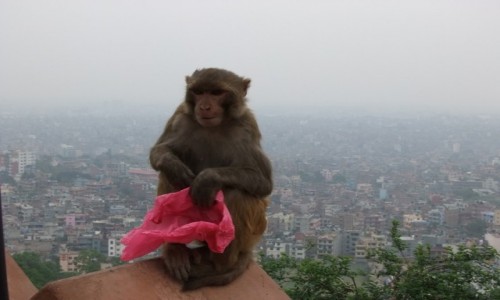 Zdjecie NEPAL / Kathmandu / Kathmandu / Kathmandu