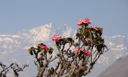 Zdjęcie NEPAL / Himalaje / Tengboche / Rododendron