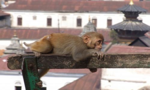Zdjecie NEPAL / Kathmandu / Kathmandu / Kazdy potrzebuje odpoczynku:)