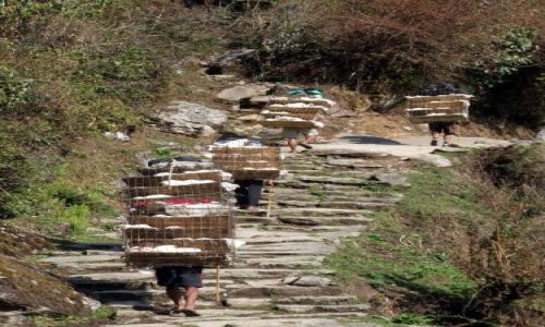 Zdjęcie NEPAL / Trekking wokół Annapurny / Gorepanie / Nepalska sieć transportowa - kurczaki