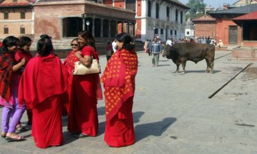 Zdjecie NEPAL / Dolina Kathmandu / Kathmandu / ...a mówia ze byki reaguja na czerwony!