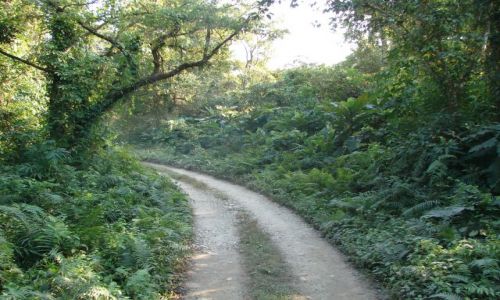 Zdjecie NEPAL / Dolina Kathmandu / Chitwan Park / Droga w dzungli