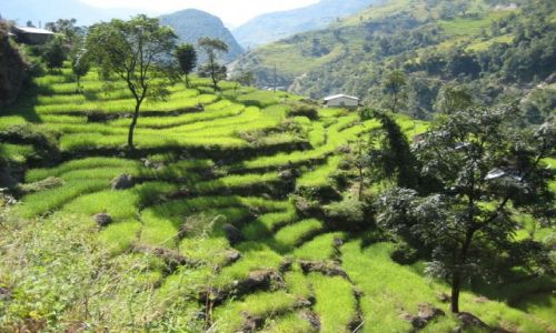 Zdjęcie NEPAL / Himalaje / Okolice Bahundanda / Pola ryżowe w Himalajach Nepalu