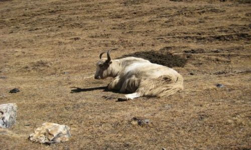 Zdjęcie NEPAL / Himalaje / okolice Yak Kharka / Yak, Yak, Yak