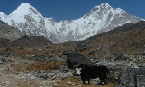 Zdjęcie NEPAL / brak / podczas trekingu / Yak