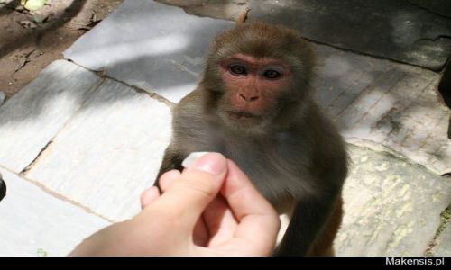 Zdjęcie NEPAL / brak / KTM / Jak zjednać sobie przyjaciół