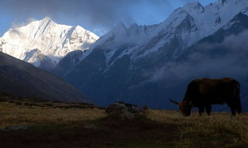 Zdjecie NEPAL / Langtang / Langtang / Trekking w dolinie Langtang