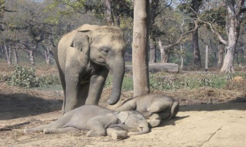 Zdjecie NEPAL / brak / Chitwan Park / Z mam w tle