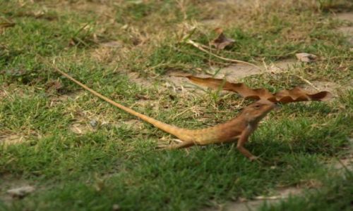 Zdjęcie NEPAL / brak / Park Chitwan / Jaszczurka - można było je spotkać po całym kompleksie hotelu  Rhino Lodge