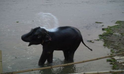Zdjecie NEPAL / brak / Park Chitwan / Wieczorna kpiel modego sonia