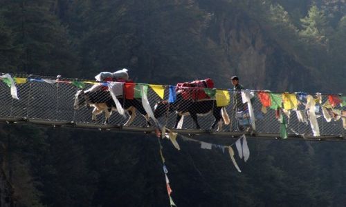 Zdjecie NEPAL / Khumbu Valley / Nepal / Yaki na zawieszonym moscie