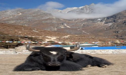 Zdjecie NEPAL / Khumbu Valley / Nepal / jeden z naszych Yakow