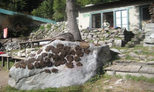 Zdjecie NEPAL / Himalaje / Phunki-Thanga / Nepalski wgiel!
