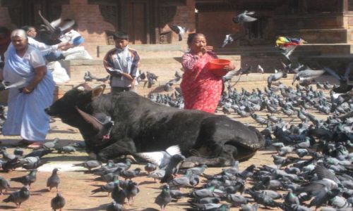 Zdjecie NEPAL / brak / Kathmandu / Ani chwili spokoju!