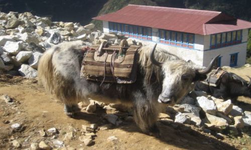 Zdjecie NEPAL / brak / Himalaje / Zdjecie jak si patrzy!