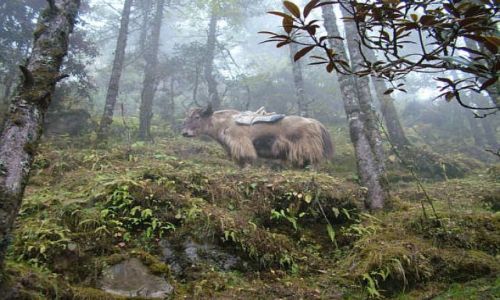 Zdjecie NEPAL / Himalaje / Sagarmatha National Park / Zaczarowany yak